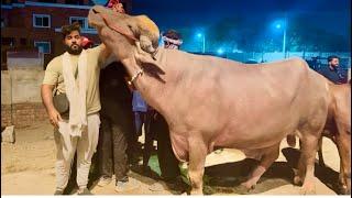Big Size Giant Katta Live Soda Shahpur Kanjra Lahore Mazhar Biba Official