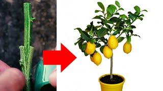 Best Way to Grafting Lemon Tree