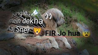 Kali aur sheru  ne China jungle mein Sher se shikar #gaddi #baan