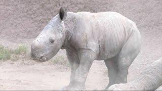 Watch 3-Day-Old Rare White Rhino Calf Learn How to Walk