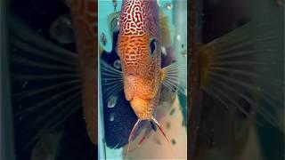 Гарні батьки Супер пантери. #discus , #cichlid .