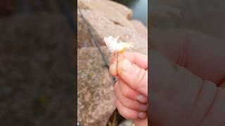 Правильная насадка креветки для форели Часть 1 #рыбалка #форельнаспиннинг #форель