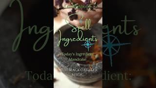 Spell Ingredients: ️Mandrake️ #herbs #rootwork #spellcraft #witchcraft #magic #greenwitch