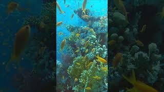 Aqua Life Explorer #nature #marinemystery #scubadiving #ocean