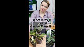 Хвастаюсь новинками в моей коллекции комнатных растений #Shorts