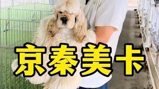 宠物行业还得看鞍山 美卡犬舍当家种公金钱 以后常驻鞍山