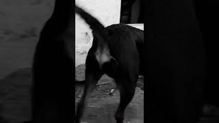 my Rott