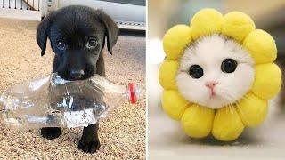 Funniest Animals 2024  Best Funny Cats and Dogs  Part 30 | Cute Baby Dogs