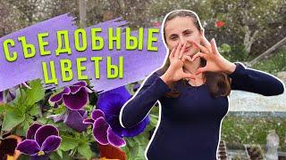 ТОП 5 Съедобных Цветов  Какие Цветы Являются Съедобными?