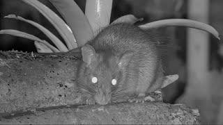 Zooming In On The Whiskers Of The Watson's Climbing Rat In Panama – September 2, 2024