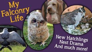 My Falconry Life | Owl Chicks Update! Buzzard Hatching & Nest Drama!