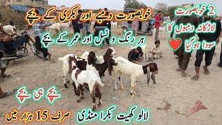 Lalukhet Bakra Mandi Latest Update l Larkana Dumba Kids l Bakri k Bacche l Bakra Mandi 2025 l