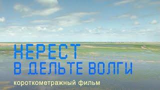 Nature of Russia. Delta of the Volga. High water. Fish spawning grounds.