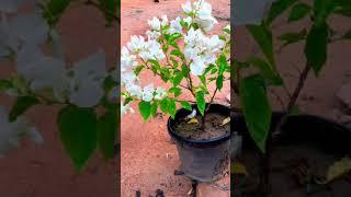 White beauty #shortsvideo #plantsgarden