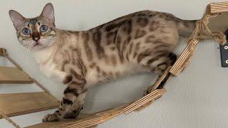 How to tire super cute Bengal cats out before bedtime!