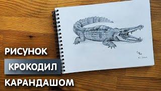 Как нарисовать крокодила карандашом | Рисунок для начинающих поэтапно