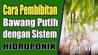 Cara Pembibitan Bawang Putih dengan Sistem Hidroponik - Part 01 #naikohydroponik