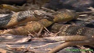 The Deadly King Cobra