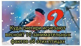 Куда снегири исчезают весной? 10 фактов.