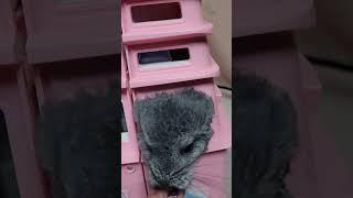 HELLO  WILL MAKE YOU #shorts #animals #chinchilla #pets #funny #exoticpets #rodents  #happy #cute
