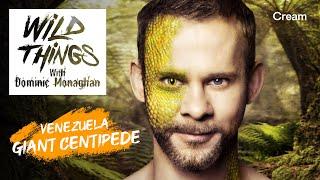 Giant Centipede | Wild Things with Dominic Monaghan (Season 1 Episode 2) | FULL EPISODE