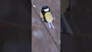 Great it and snow in #wildlife #nature #birds | Film Studio Aves