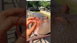 This Prank Confused the Animal
