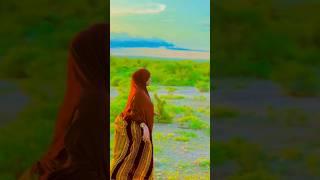 Somali Tiktok