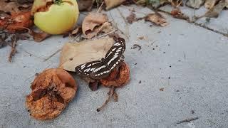 Butterfly eating sugar from rotting apples | Fluture Slanic Moldova