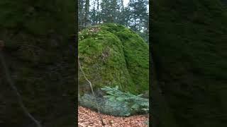 За тучей дракон каменное сердце, ночью закон: руби  чтобы согреться