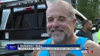 1600 pound bull breaks loose in West Baltimore