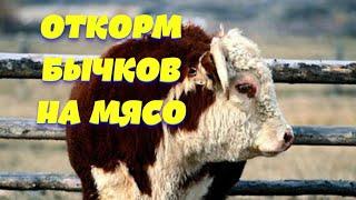 Откорм бычков на мясо по современной технологии | Содержание Скота | Животноводство | Бычки | Скот