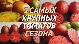 5 САМЫХ КРУПНЫХ ТОМАТОВ СЕЗОНА!