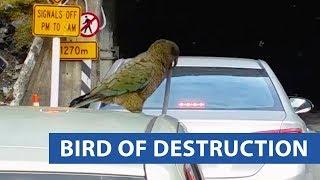 Parrot Bites Off Car Antenna