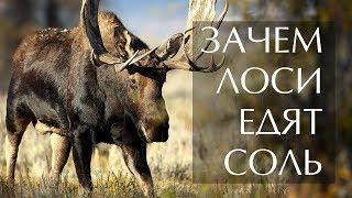 Зачем лоси едят соль