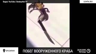 Краб который защищается ножом! Crab which is protected by knife!