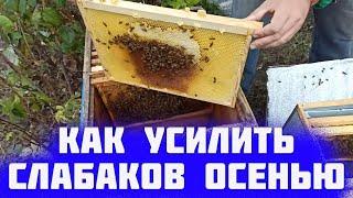 Как подсилить слабую семью. Как усилить слабые отводки пчел осенью