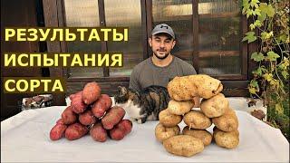 Картофель СЫНОК суперкрупный сорт