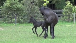 FRIESIAN HORSES - Friesian Colt Azirri of Gramayre