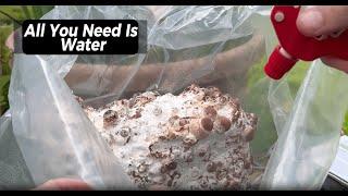 Shiitake Mushroom Growing Kit Setup Guide