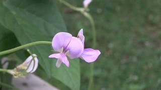 Plant Focus: Yard Long Beans - You should Try Growing These!