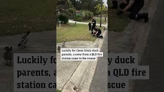 QLD Fire and Rescue came to the aid of ducks trapped down a drain.