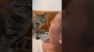 Poor kitty. #cuteanimal #shortvideo #animals #cat #pets #love #shorts #fyp #amazing #kitty #cute