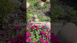 самый живучий цвет. #цветет #многодетная #цветнастроениясиний
