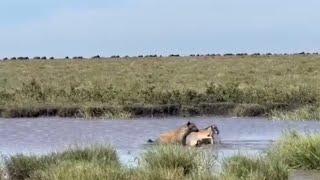 hyena attack wildebeest calf dragging down into waterhole video