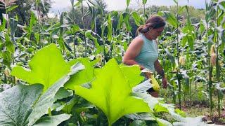 A Day of Homegrown Living || Picking Garden, Milking & Here Come the Blueberries! || June 2025
