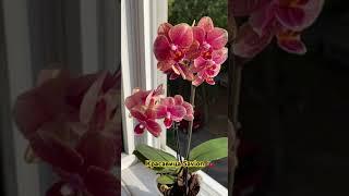 Мультифлора Savion                             #orchid #phalaenopsis