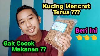 Makanan Untuk Kucing Hobi Mencret