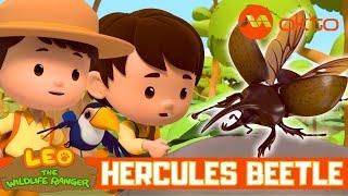 HERCULES BEETLE Rescue JUNIOR RANGERS 🪲‍️| Leo the Wildlife Ranger Spinoff S6E15 | @mediacorpokto
