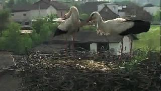 White Stork (Ciconia ciconia) in the nest - Spring Alive